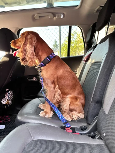 Pas Bezpieczeństwa dla Psa do Samochodu ASTROŚWIAT handmade