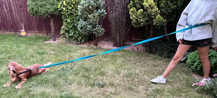 Smycz dla Psa z Amortyzatorem 280cm TURKUS Regulowana Sportowa