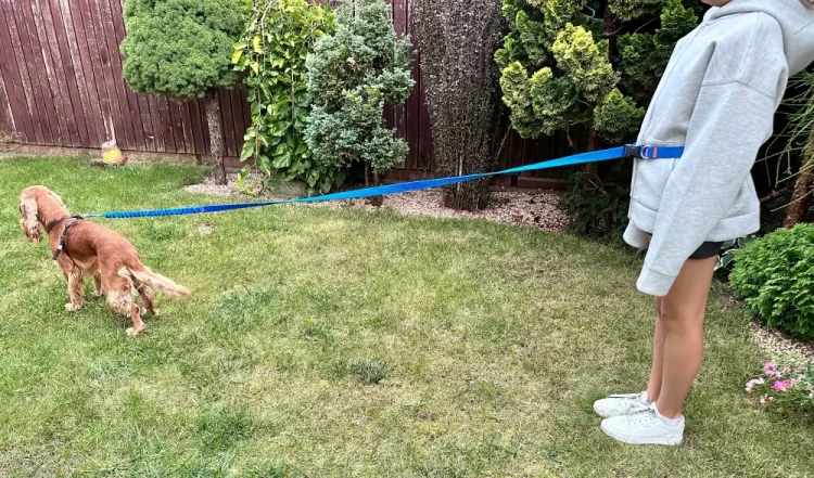 Smycz dla Psa z Amortyzatorem 280cm NIEBIESKA Regulowana Sportowa