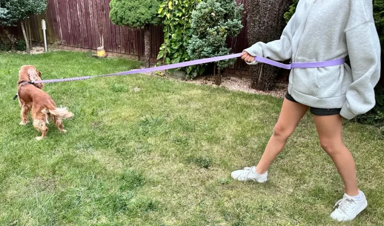 Smycz dla Psa z Amortyzatorem 280cm WRZOS Regulowana Sportowa