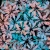 60_Midnight Bloom.webp