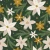 1320_Golden Evergreen.webp