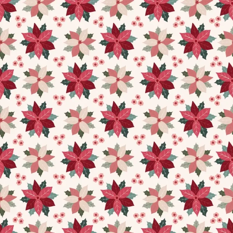 539_Blush Poinsettia.webp