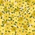 808_Sunflower Rush.webp